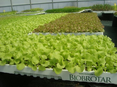 BioBrotar